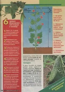Пасынкование огурцов пошагово