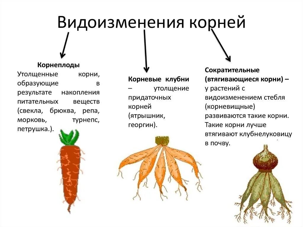 Что относится к видоизмененным корням биология 6. Видоизменения корня 6 класс биология. Видоизменения корня корневые клубни.