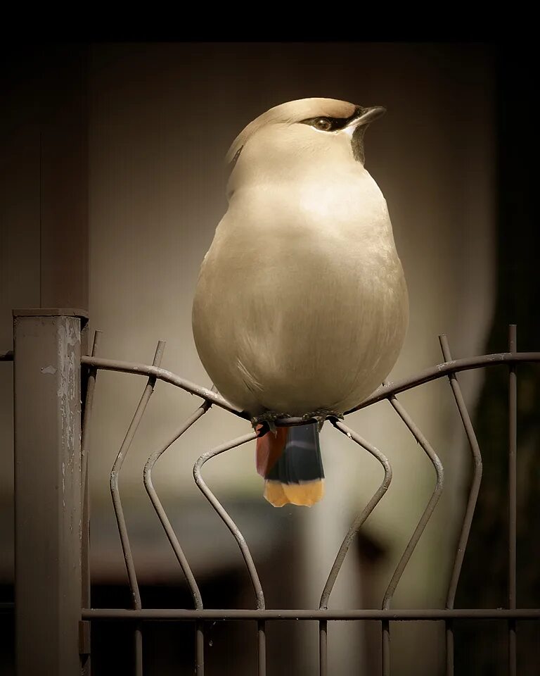 Heavy bird. Толстенькая птичка. Пухлая птица. Толстозадые птицы.