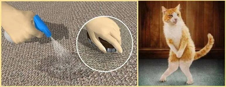 Спрей brizberry ликвидатор пятен и запаха д/соб 500мл. Кошка в квартире. Средство для выведения запаха кошачьей мочи. Средства для избавления от кошачьего запаха. Средство от запаха кошачьей мочи в квартире.