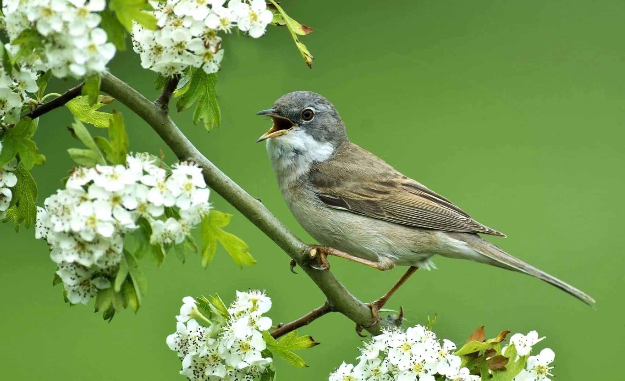 May birds. Соловей птичка певчая. Птицы весной. Весенние птички. Соловей в саду.