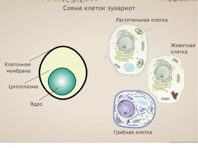 Многоядерная клетка гриба. Ядро клетки гриба. ядро грибной клетки. включения растительной и животной клетки. грибная клетка эукариот.