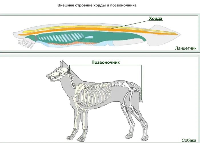 Хордовые осевой скелет. Строение хордовых животных. Осевой скелет у хордовых хордовых. Хорда у позвоночных животных строение.