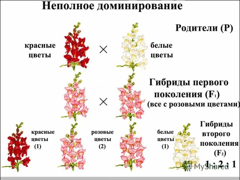 Неполное доминирование львиный зев. Неполное доминирование примеры. Неполное доминирование признаков у человека. Неполное доминирование это в генетике.