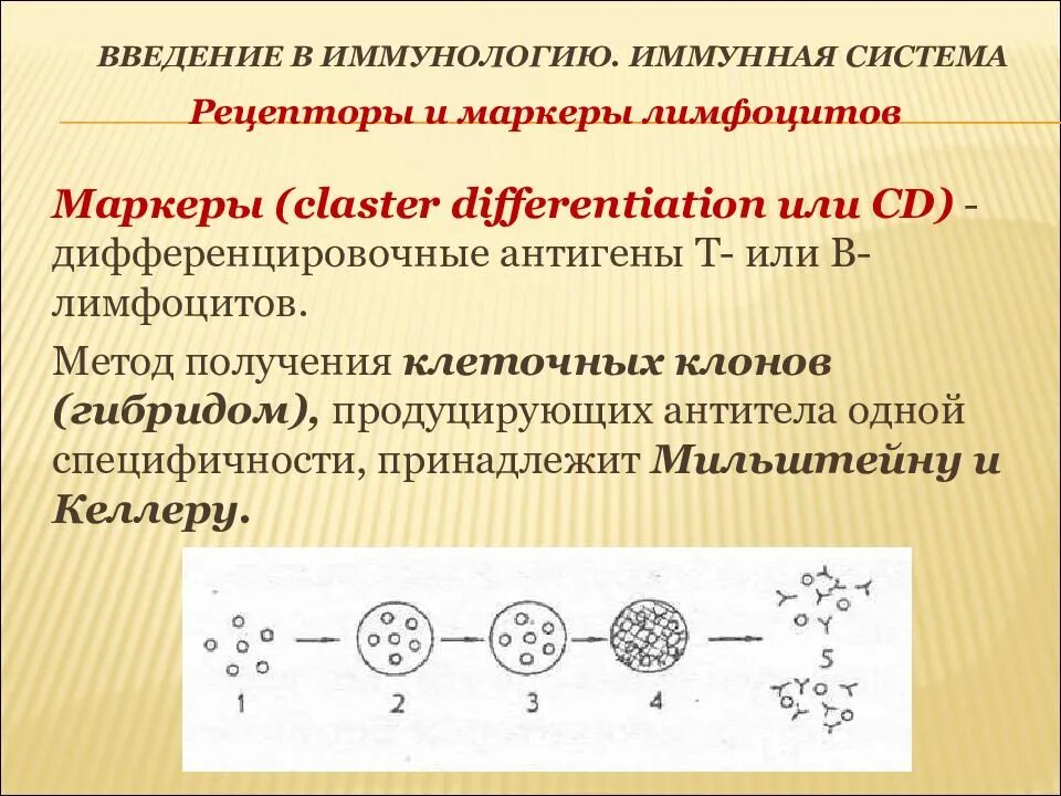 Иммунный контроль. Рецепторы маркеры т лимфоцитов. CD маркеры иммунология. Маркеры в лимфоцитов иммунология. CD маркеры лимфоцитов.