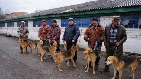 Рязанские собаки