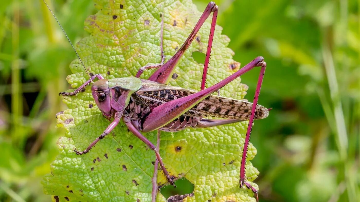 Радужный кузнечик Dactylotum bicolor. Кузнечик амбликорифа. Саранча кузнечик Жук. Углокрылый кузнечик.