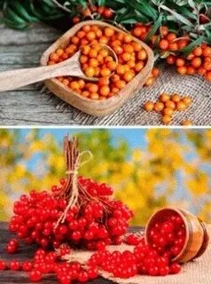 Что делать с ягодами осенью