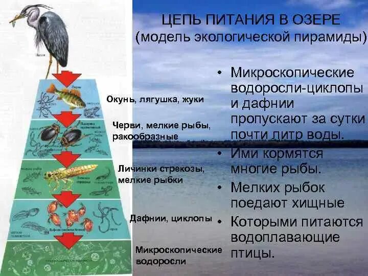 В чем опасность нарушения связей в экосистеме. Цепи питания. Пищевая цепь озера. Пищевая цепочка сообщества. Цепочка питания водоема.