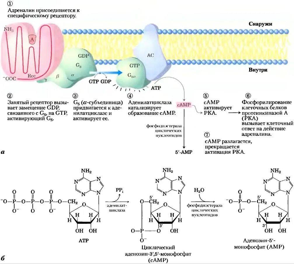 Фермент адреналина. Аденилатциклаза ЦАМФ. Механизм действия g белка. Мембранный посредник ЦАМФ гормон. Аденилатциклазный механизм передачи сигнала.