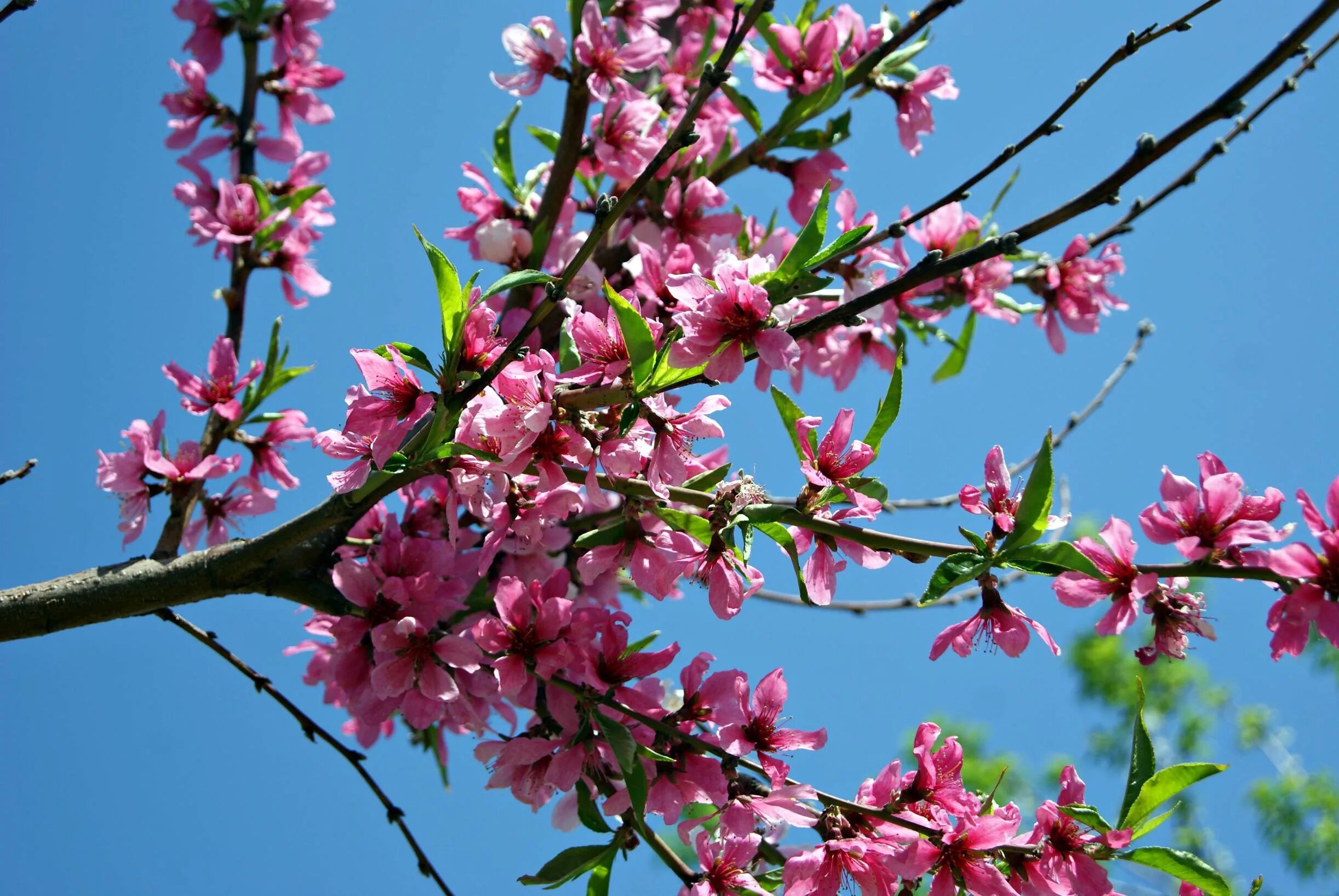 Как цветет персиковое дерево. Prunus davidiana. Персиковое дерево. Персиковое дерево в цвету. Цветы персика на фоне неба.