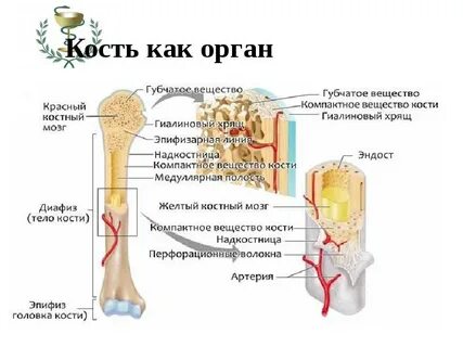 Красный костный мозг где в кости