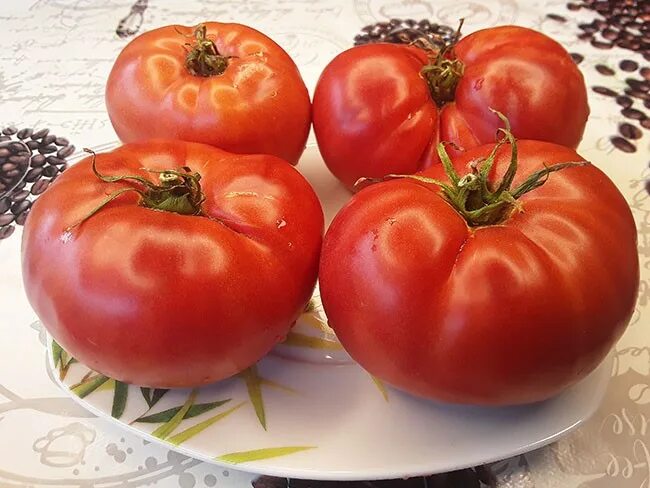 Томат пузо. Томат пузо. Сорта помидор пузо карапуза. Томат пузо. Гигантский помидор.