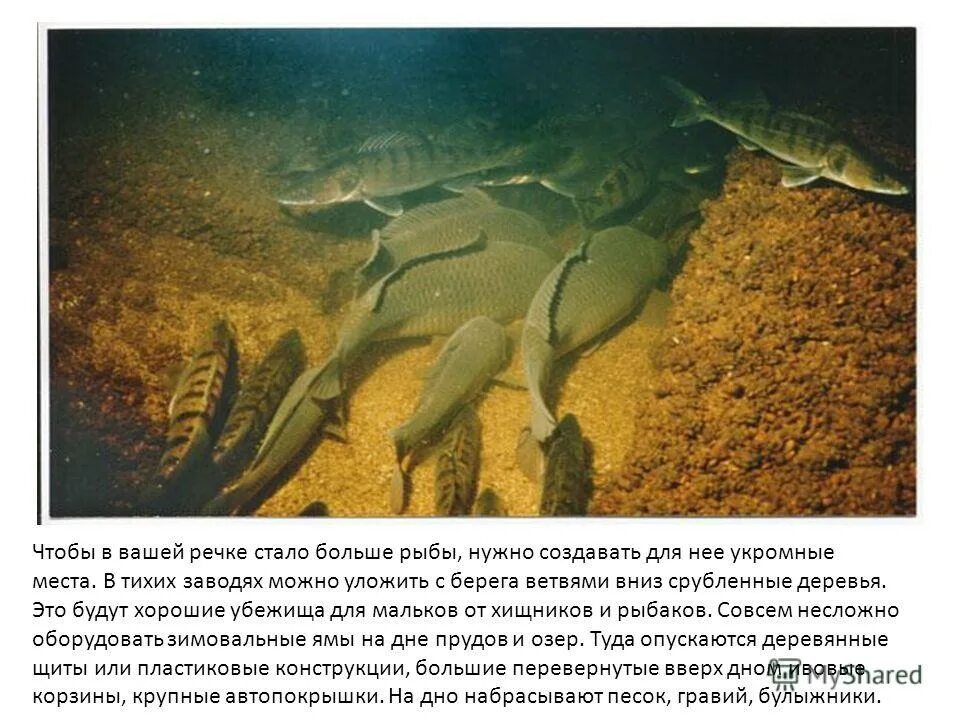 ловушка для рыбы во льду. зимовальные миграции рыб. рыбная яма. рыбная яма. зимовальные рыба.