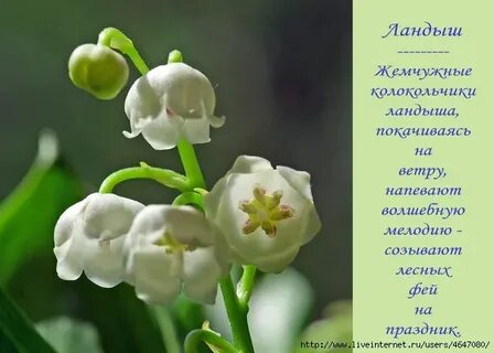 Ландыши 2 текст