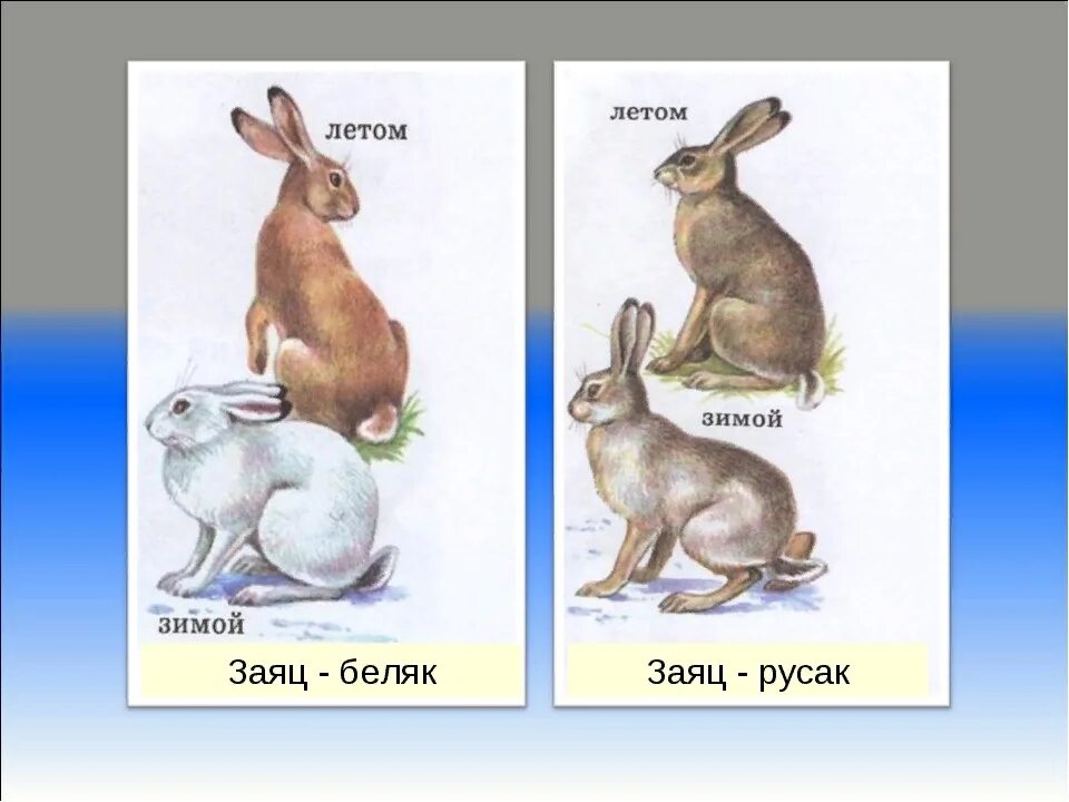 Чем отличается беляк от русака 2 класс. Различия зайца беляка и русака. заяц-русак и заяц-беляк отличия. отличие зайца русака от беляка.