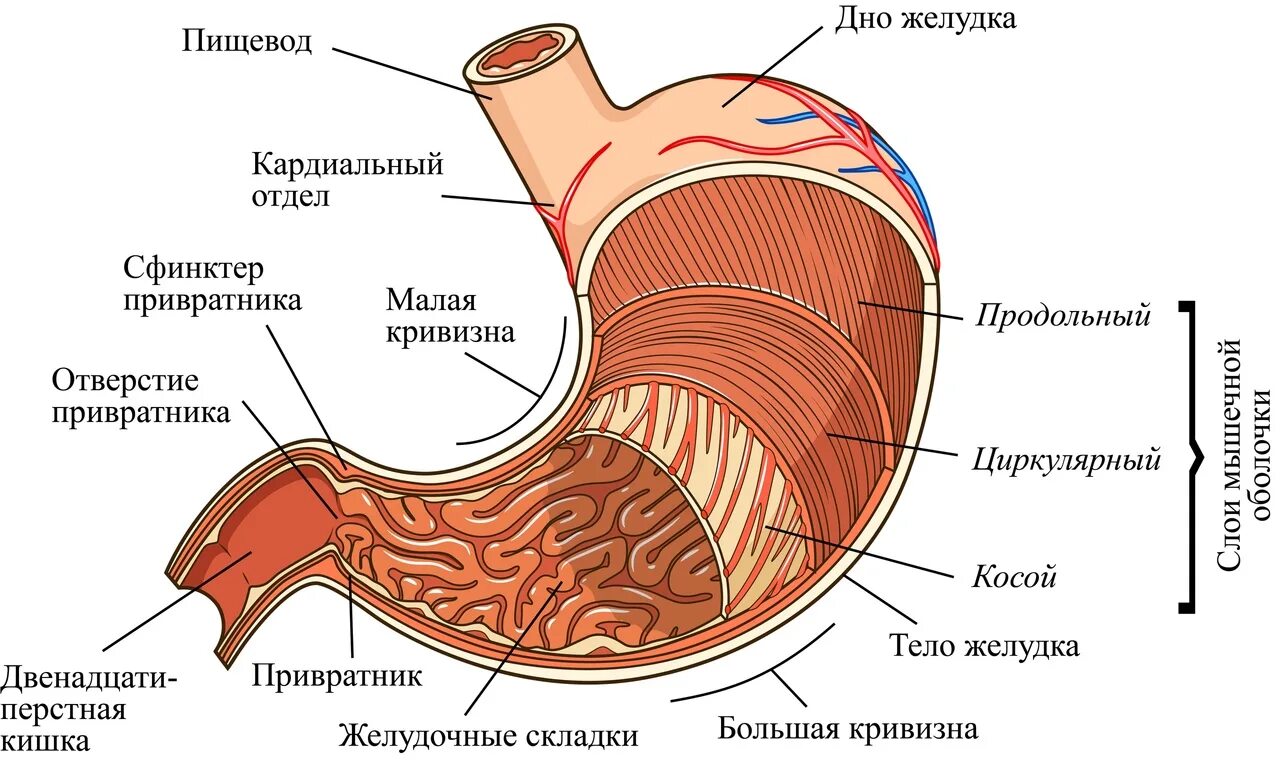 Пищевод 2023. Пищеварительная система желудок анатомия. Внутреннее строение желудка анатомия. Строение стенки желудка человека анатомия. Строение желудка привратник.