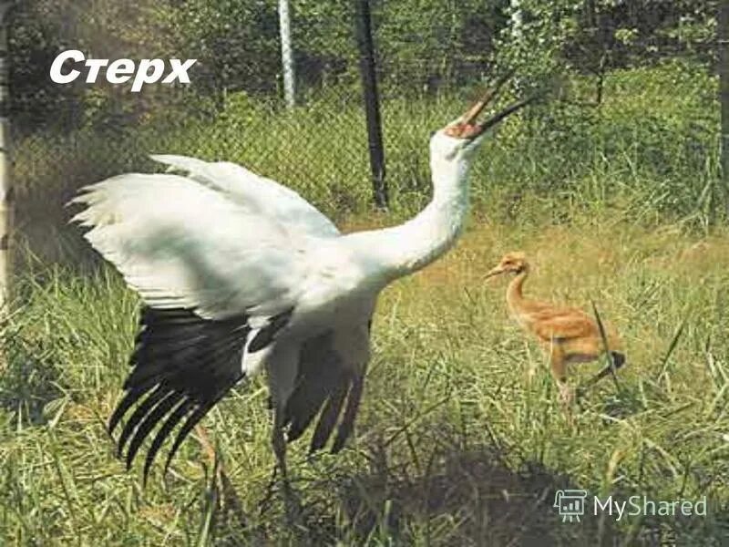 факты о журавлях. стих журавли. журавли презентация. белый журавль стерх красная книга. журавль описание для детей.