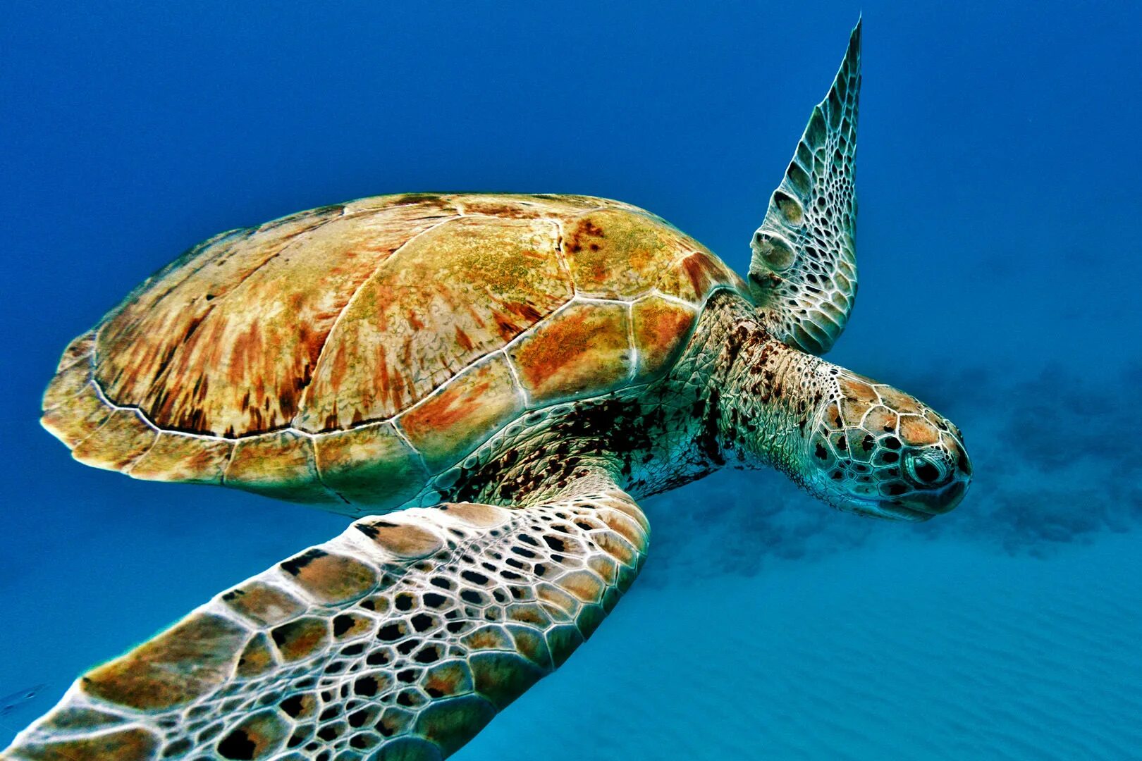 К морским черепахам относится. Бисса, Барбадос. Черепаха бисса. Морская черепаха бисса. Барбадос черепаха.
