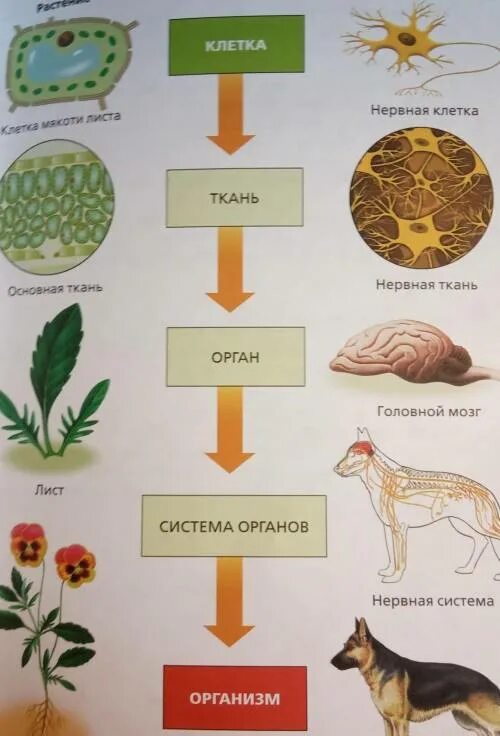 Структурной единицей живого организма является. Что является структурной единицей живого организма. Что является структурной и функциональной единицей живого. Анализ иллюстрации биология. Какой организм в биологии самый простой.