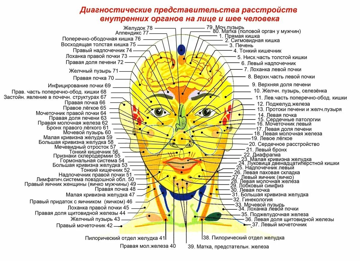 Прыщи где почему. Огулов проекционные зоны лицо. Проекционные зоны органов на лице Огулов. Проекция органов на лице человека прыщи. Проекционные зоны внутренних органов на лице человека.