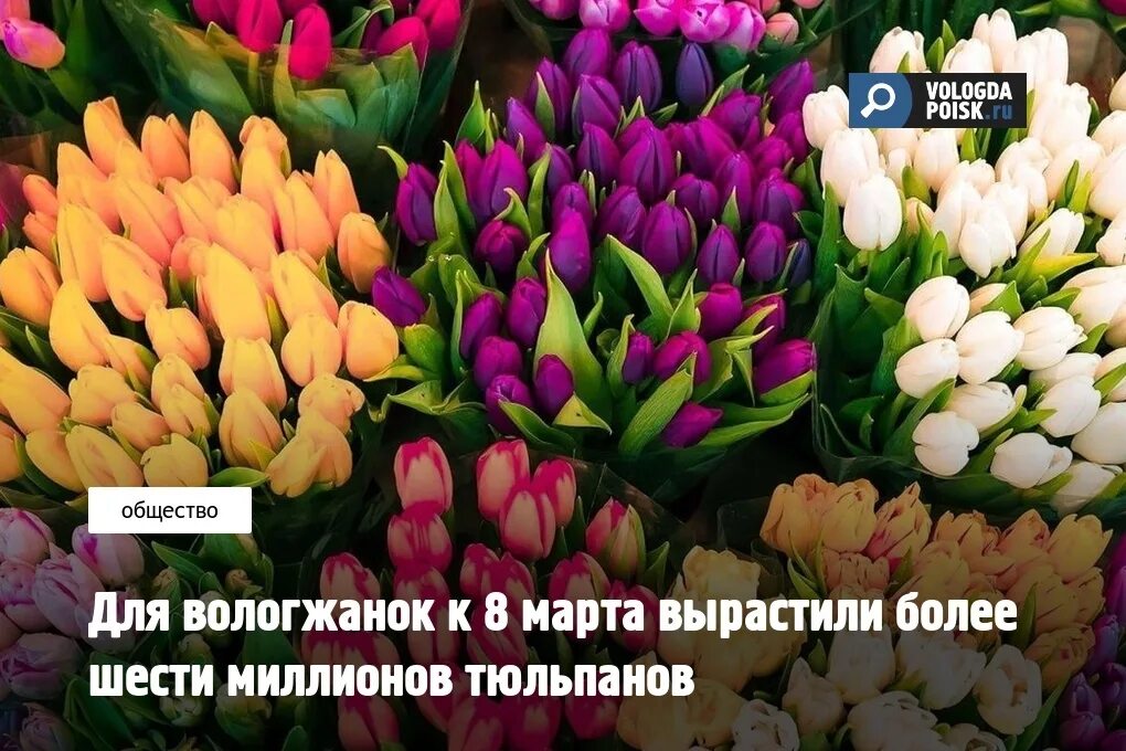 С 8 мартом тюльпаны. Все цвета тюльпанов. Тюльпаны вологда цена