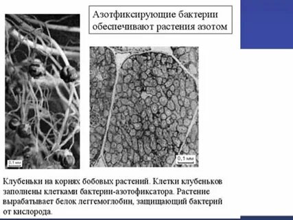 Роль азотфиксирующих бактерий