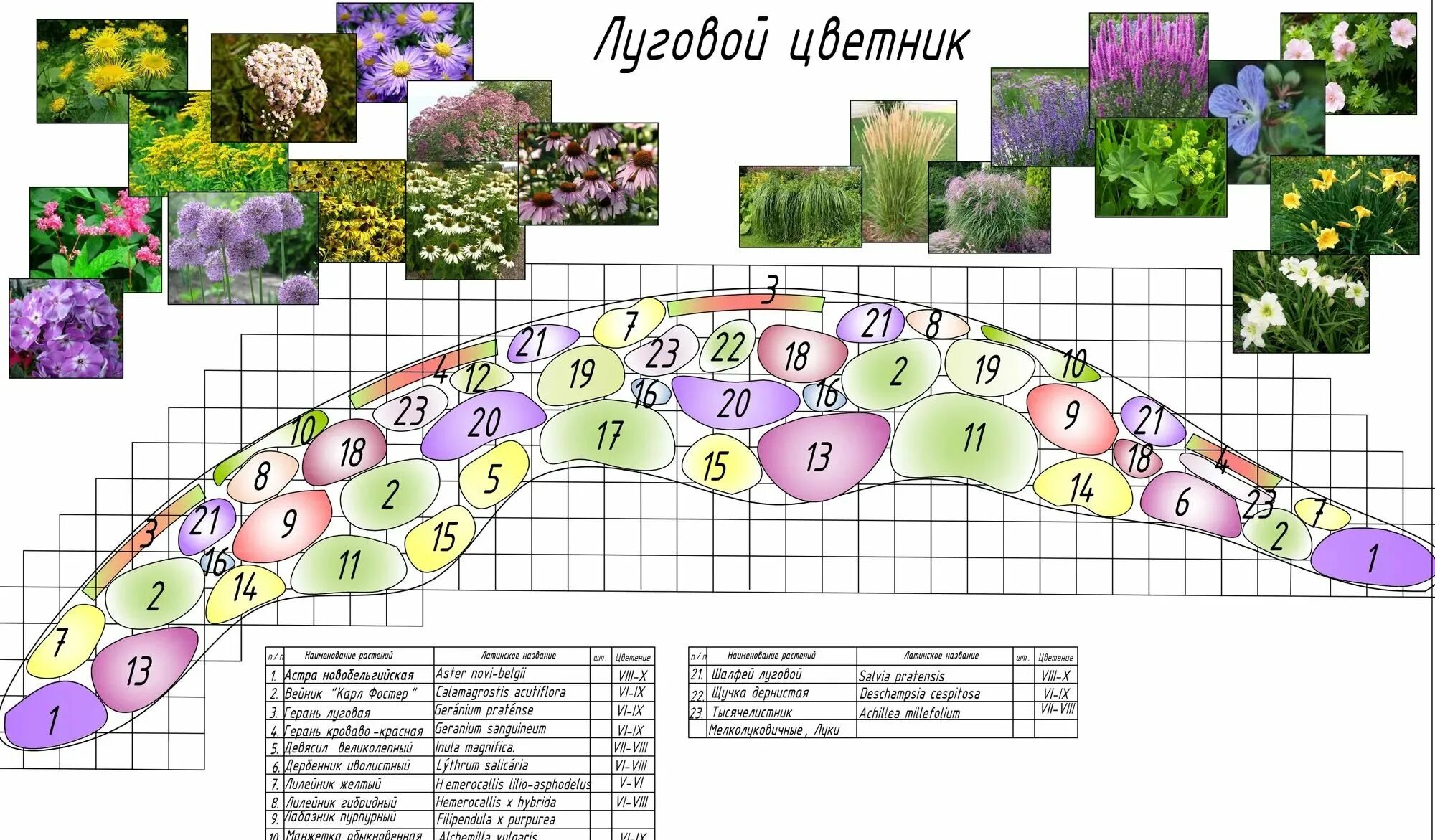 Стандартный размер цветника. Схема миксбордера непрерывного цветения. Схема посадки миксбордера из многолетников. Схема миксбордера непрерывного цветения с размерами. Миксбордер схема посадки из многолетников непрерывного.