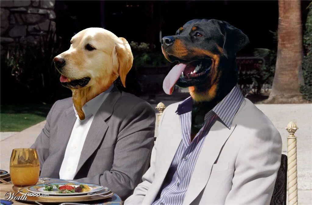 Отличный день стать собакой 3. Деловая собака. Собака бизнесмен. Собака в деловом костюме. Пес в костюме офисном.