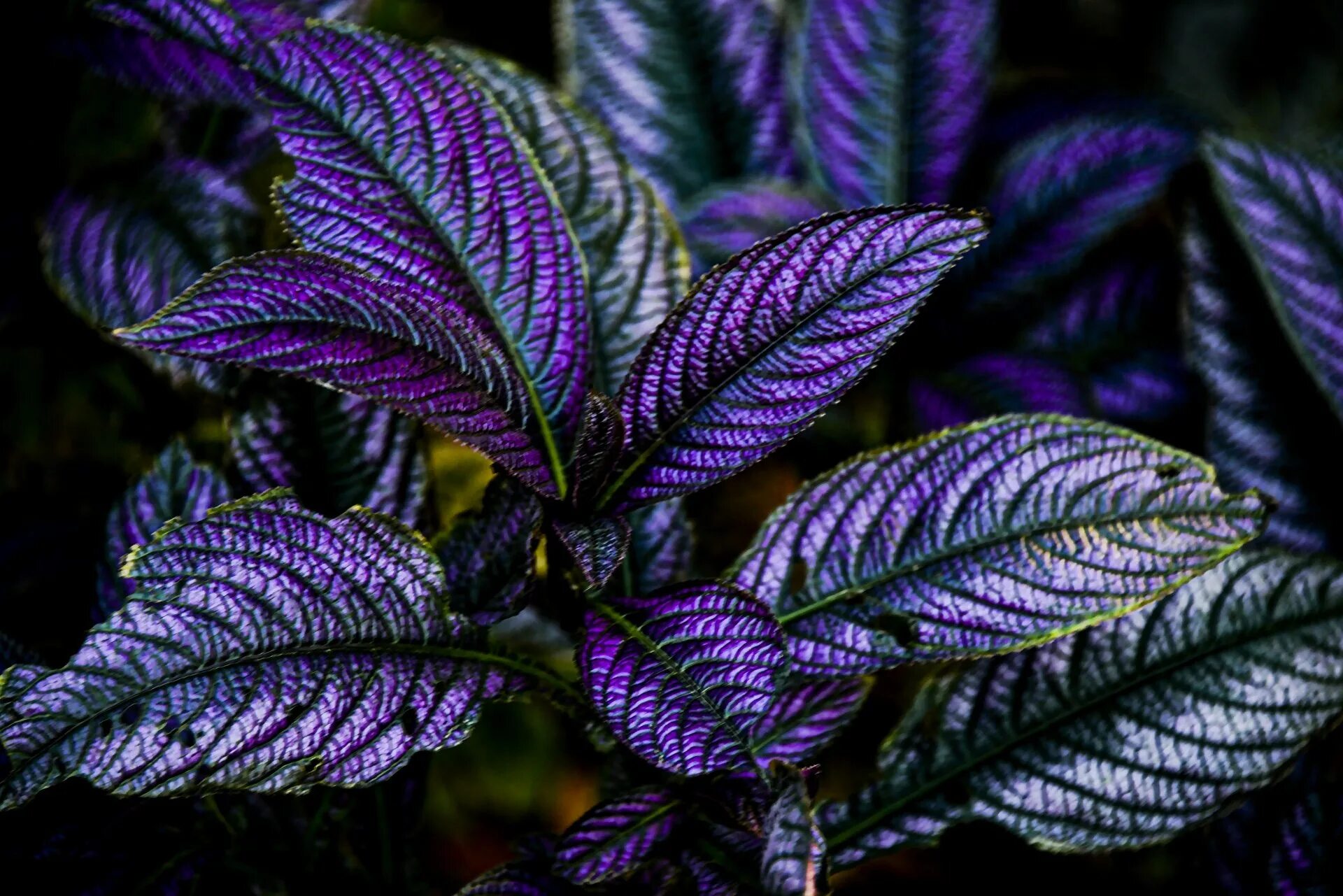 Темно фиолетовые листья растение. Традесканция гинура. Гинура облиственная. Фиолетовый цветок комнатный. Цветок с фиолетовыми листьями.