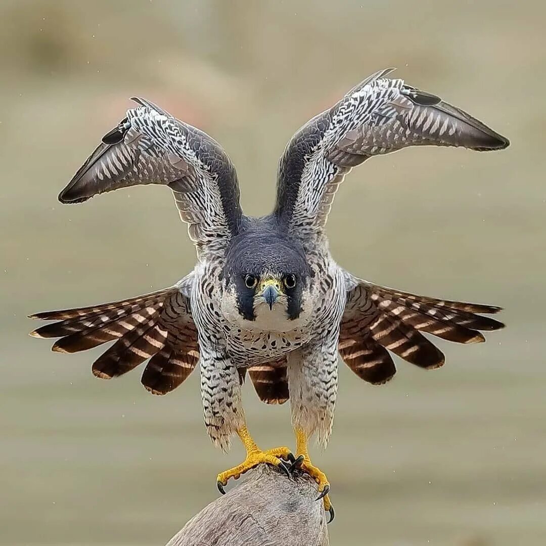 Сокол сапсан. Хищные птицы сокол сапсан. Сапсан falco peregrinus. Сапсан falco peregrinus. Сапсан falco peregrinus.