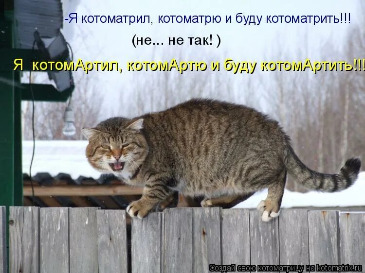 Котик здесь не просто