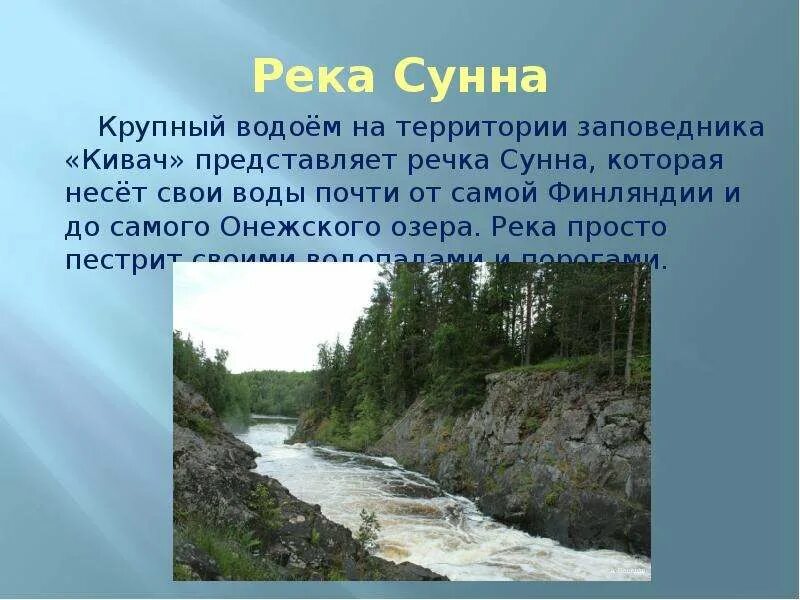 Заповедник кивач план текста. Заповедник России Кивач проект. Заповедник Кивач в Карелии презентация. Заповедник Кивач местоположение. Заповедник Кивач описание.