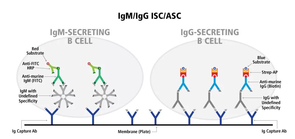 Форум igm. Igg. igm. igm положительный. команда igm.