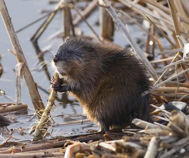 Бобр запруда. Хатка ондатры. Речной бобр плотина. Животное строящее плотины. Фото бобра.