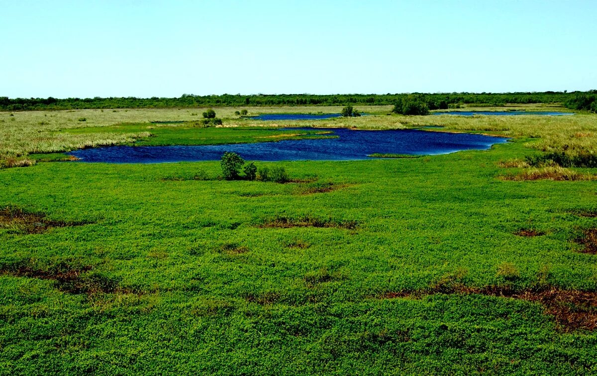 Wetlands. Биом Wetland. Биом болота. Интразональные биомы: болота. Marsh Wetland.