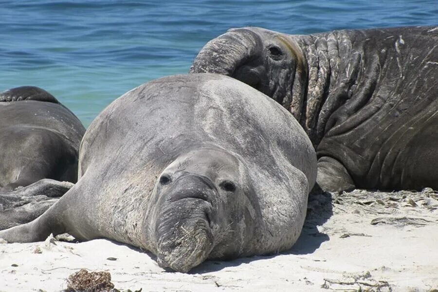 Северный морской слон (Mirounga angustirostris). Южный морской слон Mirounga Leonina. Морские слоны Патагонии. Морские слоны в Антарктиде.