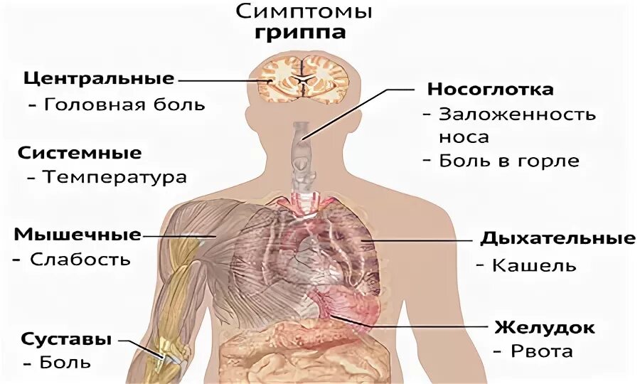 Грипп болят мышцы