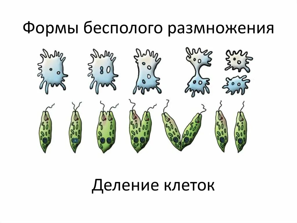 Бесполое размножение свойство. Формы размножения бесполое размножение. Формы бесполого размножения 6 класс биология. Формы размножения организмов бесполое размножение. Схема процесса деления бесполого размножения.