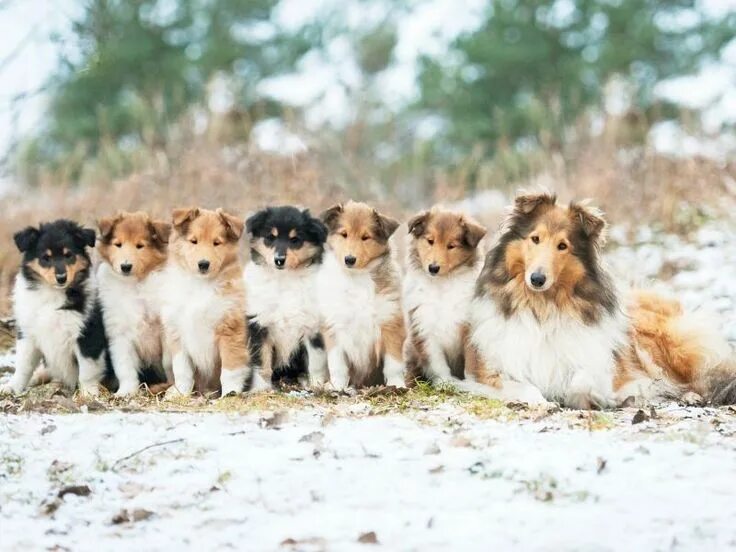 Collie Mother with Her Puppies Stock Image - Image of family, babies: 63934117