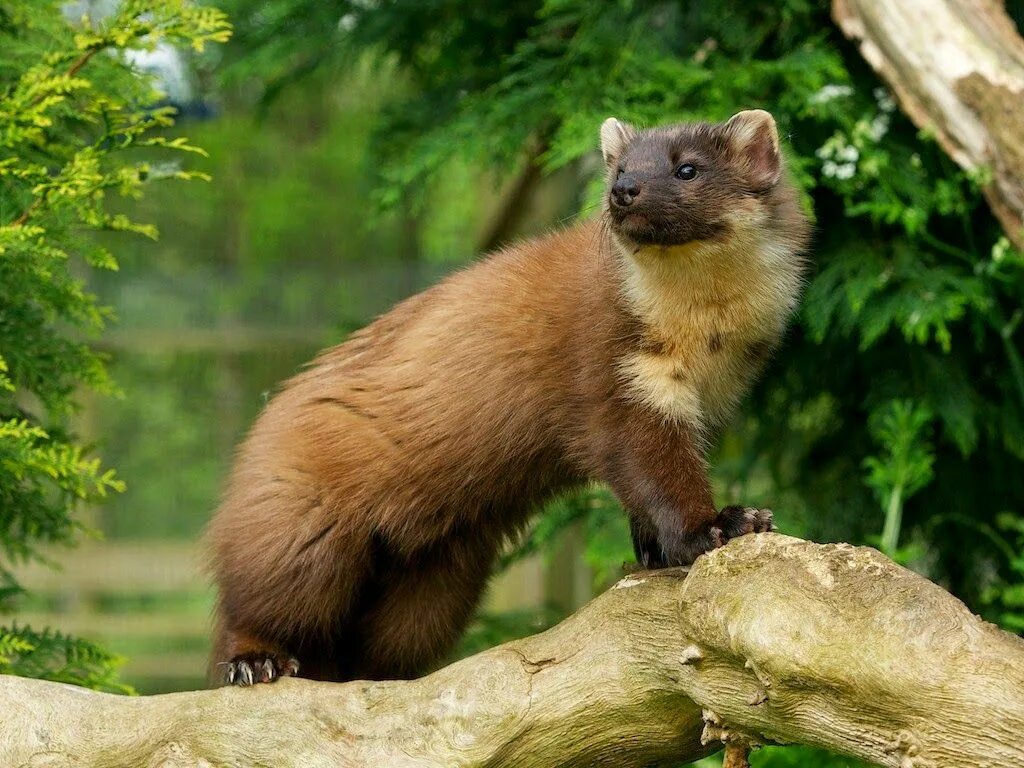 Европейский бурый медведь. Песец в сибири. Бурые животные. Бурые животные. Медведь гора.