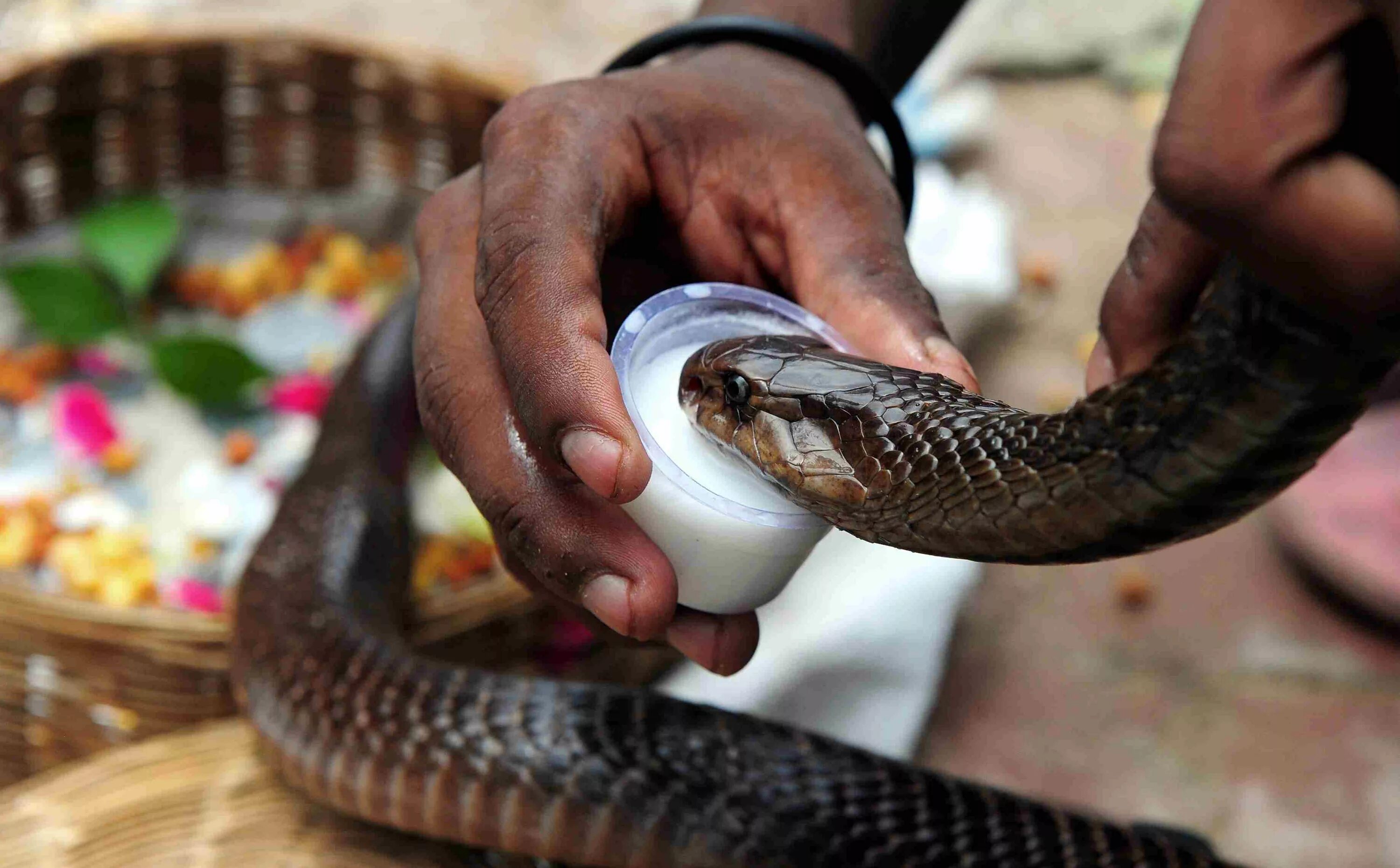 Индийский про змей. Праздник Nag Panchami в Индии. Нагапанчами Индия змеи. Священные животные Индии змея. Кобра Священное животное в Индии.