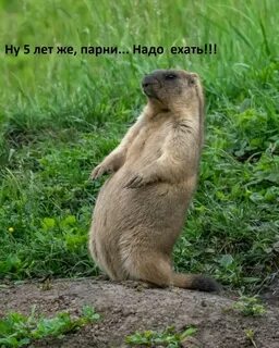 Как выглядит сурок