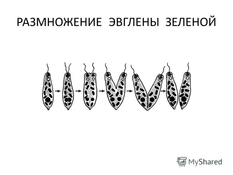 Как размножается эвглена. Как размножается эвглена
