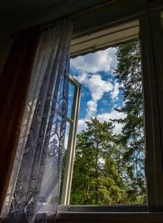 Окна хвойна