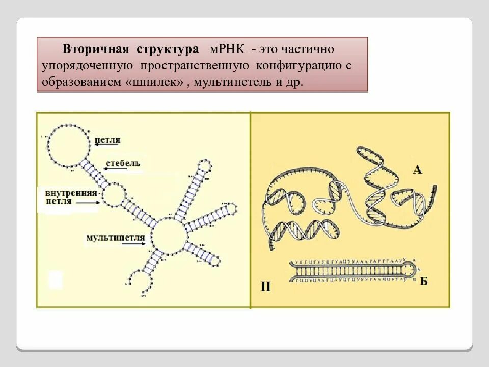 Вторичная структура матричной РНК. Матричная РНК строение. Строение вторичной структуры МРНК. Вторичная структура МРНК.