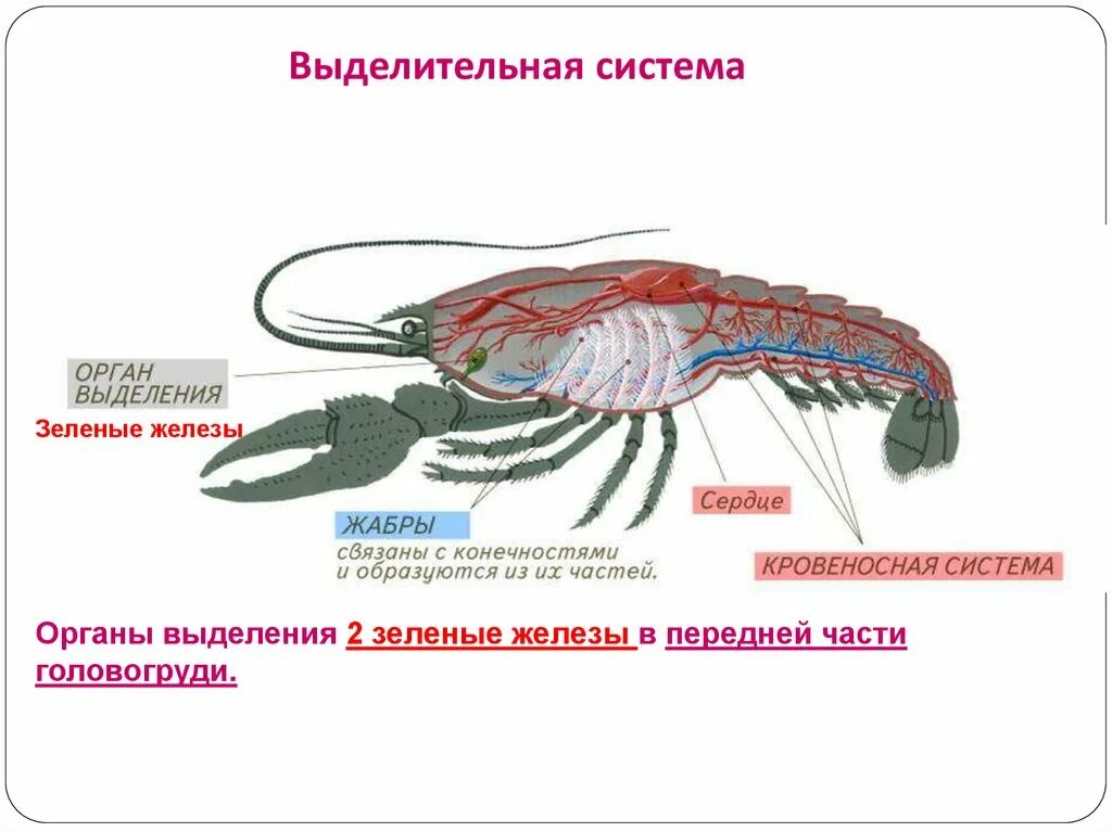 У членистоногих замкнутая кровеносная. Кровеносная система членистоногих. выделительная система членистоногих. кровеносная система ракообразных. выделительная система ракообразных.