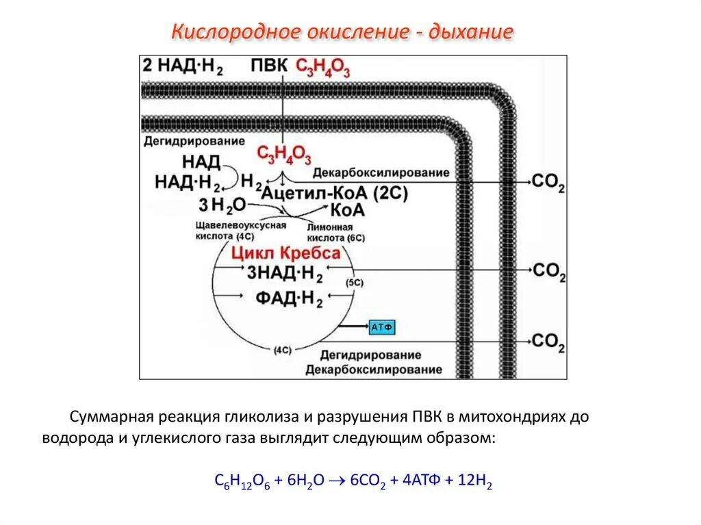 Кислородное окисление схема. Схема кислородного этапа клеточного дыхания. Кислородный этап в митохондриях схема. Схема окисления в митохондриях.