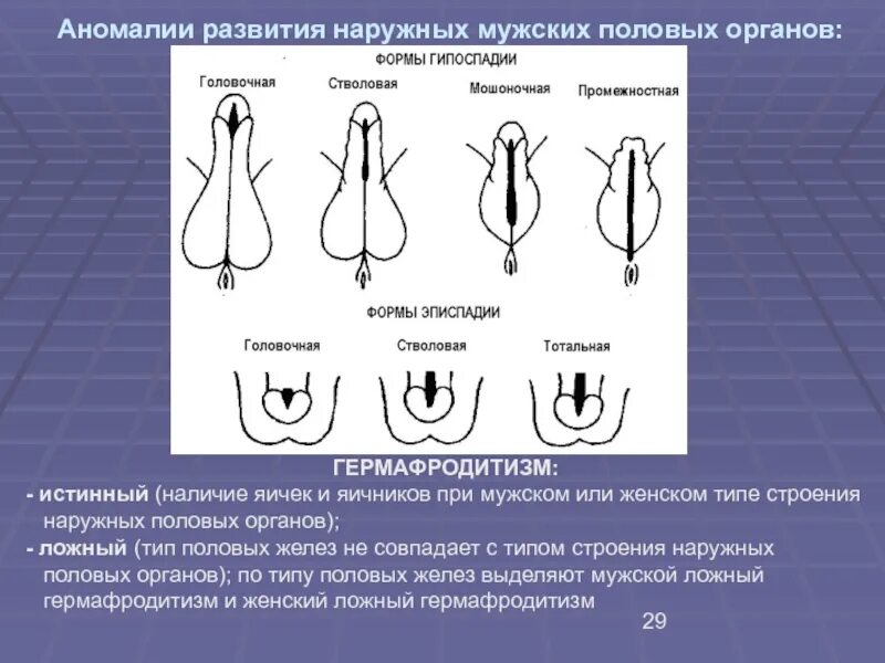 Тип Полового Члена