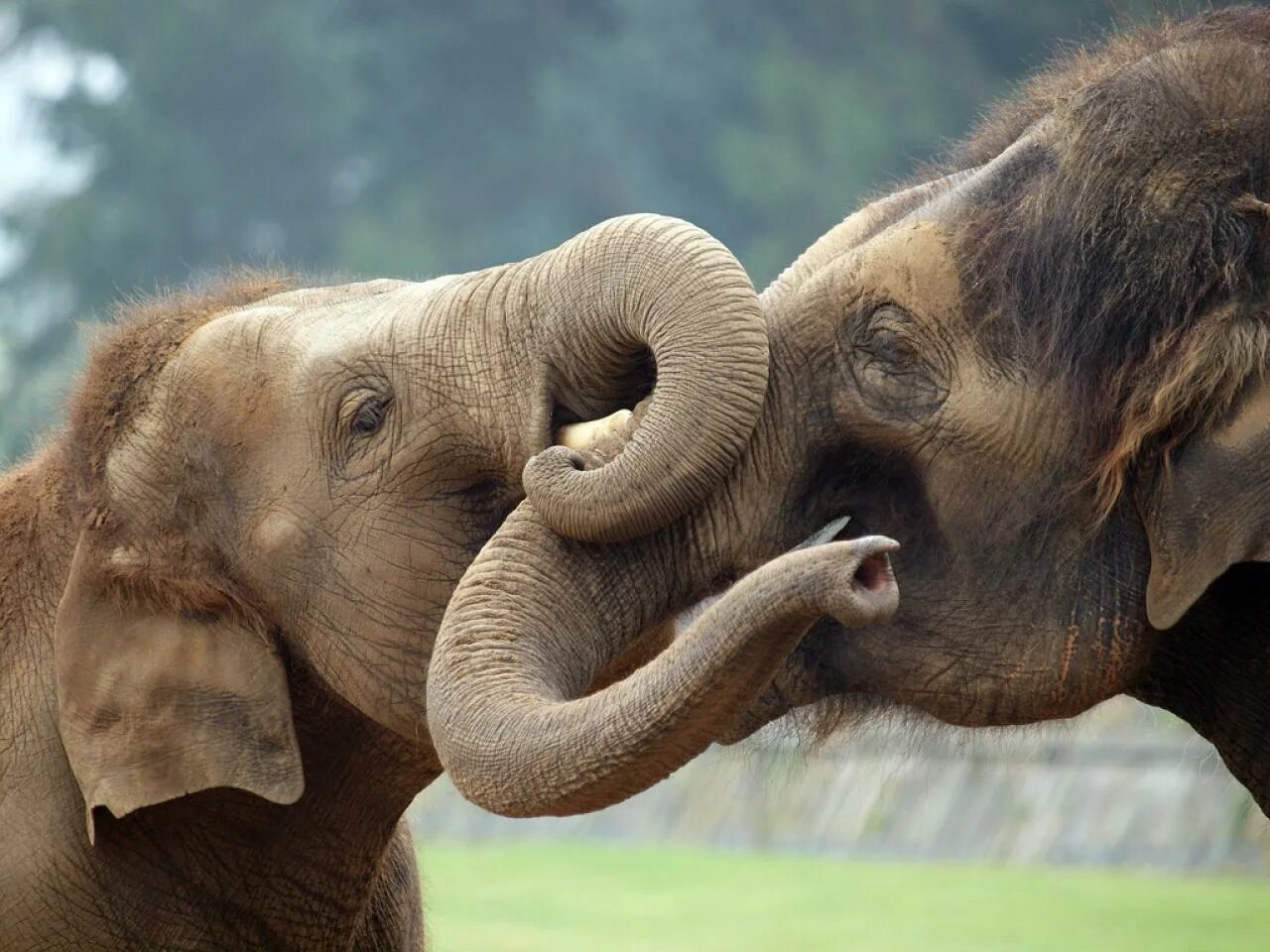 Люди ведут себя как животные как называется. Слон. Слон фото. Слоны фото. Красивый слон.